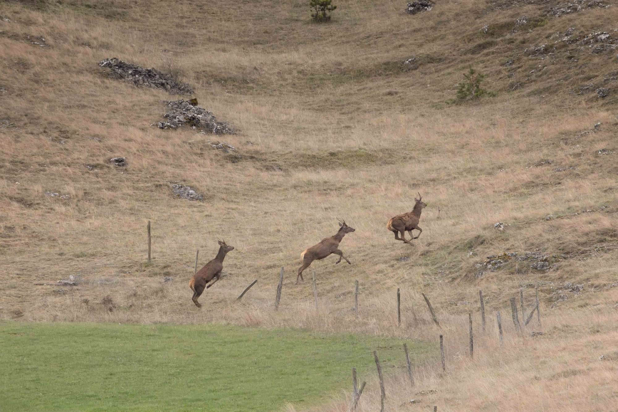 Espace sauvage, avec une faune qui jouit de grands espaces