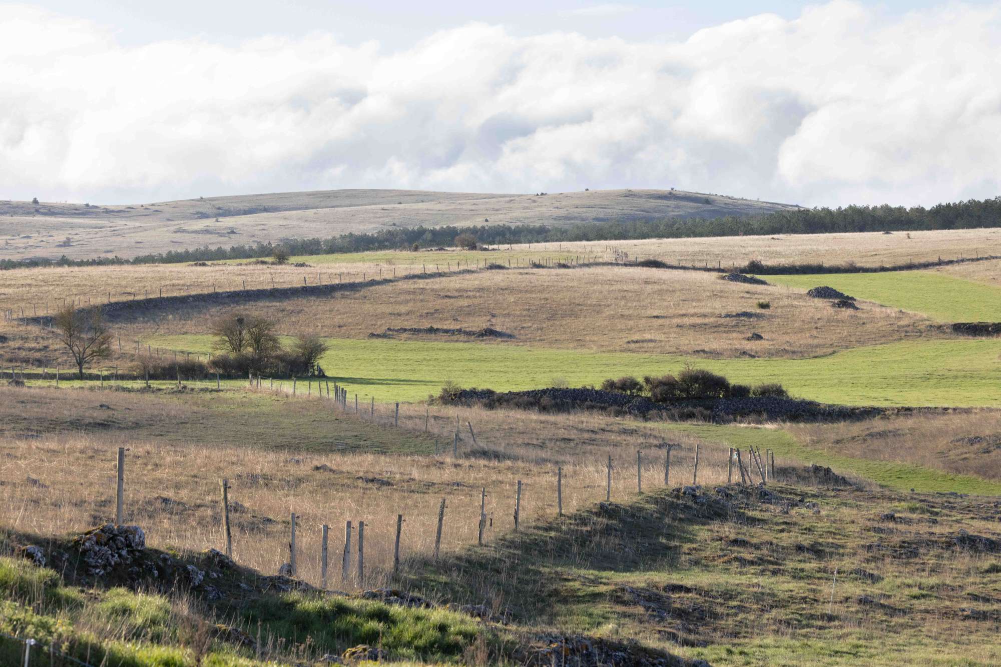 Photo du Causse Méjean et de sa végétattion si particulière