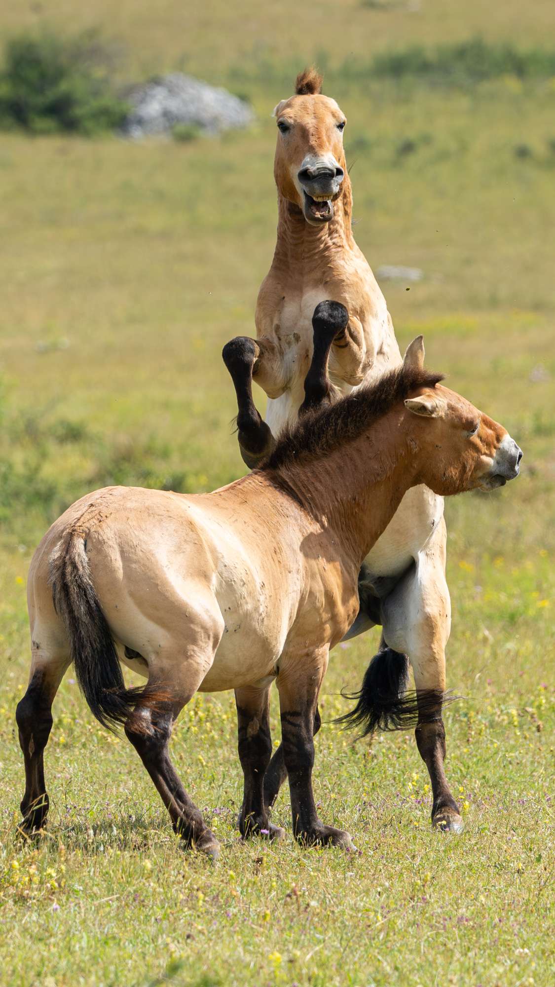 Chevaux de Przelwalski en train de se battre sur le Causse Mejean.