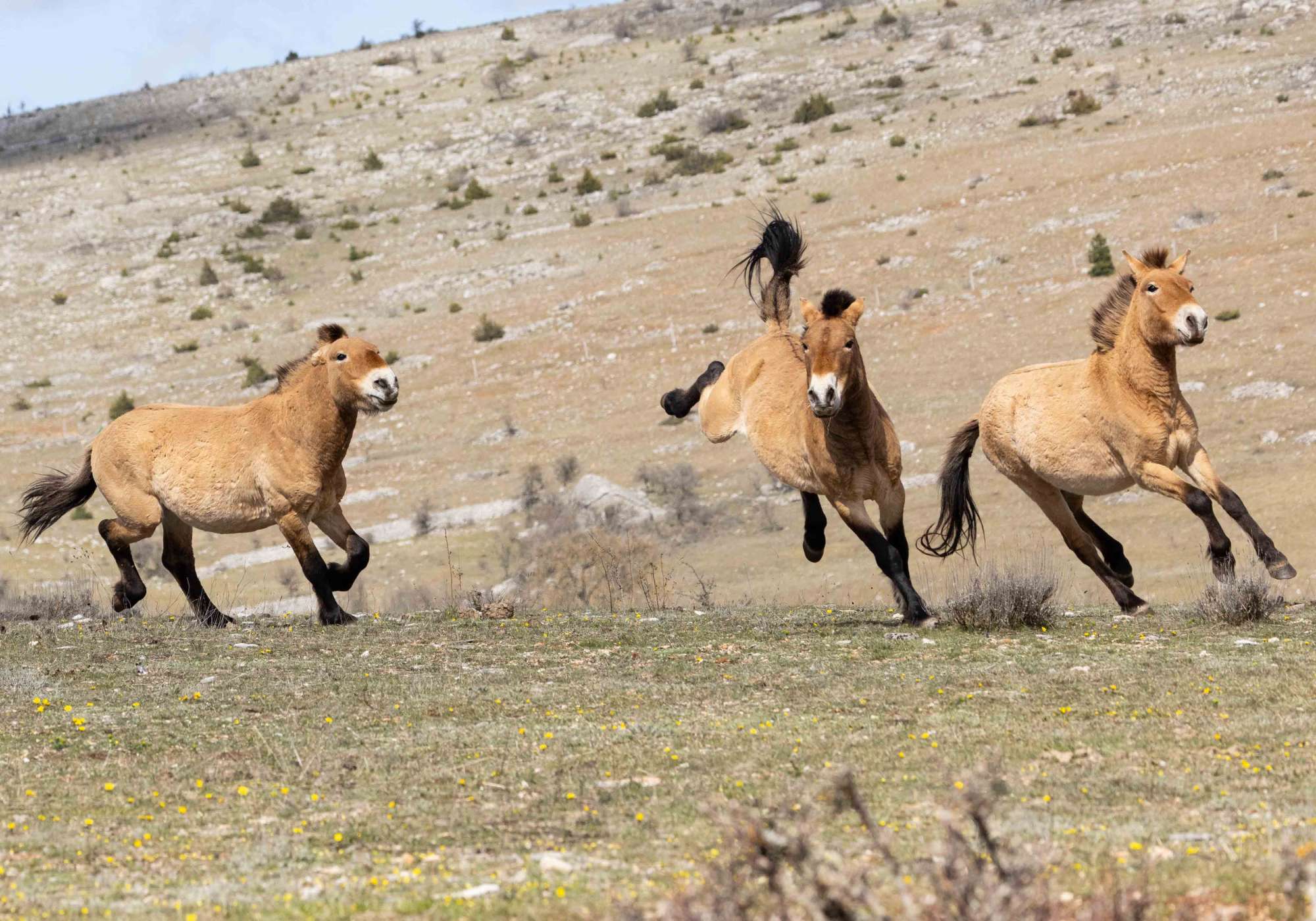 Le Causse héberge une réserve de chevaux de Prezswalski, élévés pour respecter leur état sauvage.